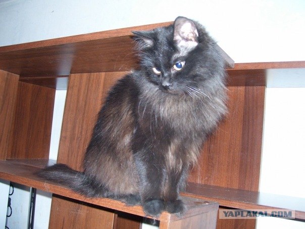 It's Catursday Fever! (Котовторник)