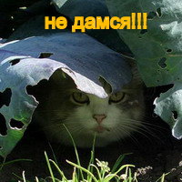 Продается кот