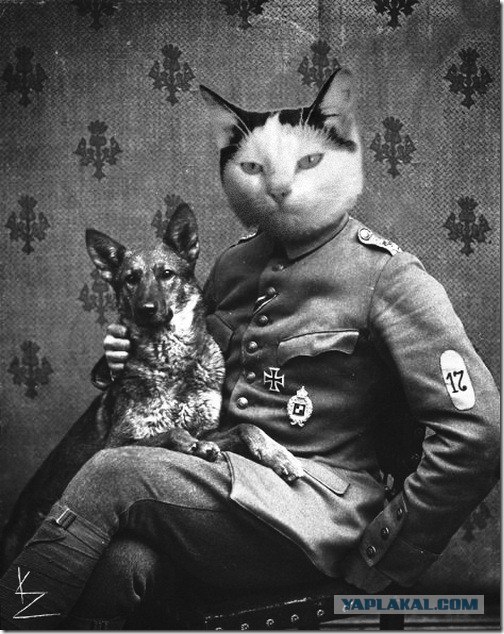 Супер-котофото на котовторник