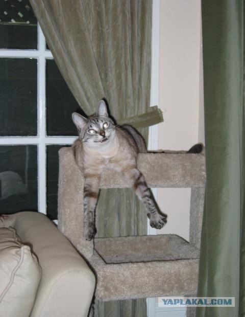 Котовторник! 08.11.11