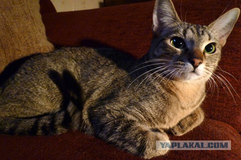 Котовторник 20.03.2012