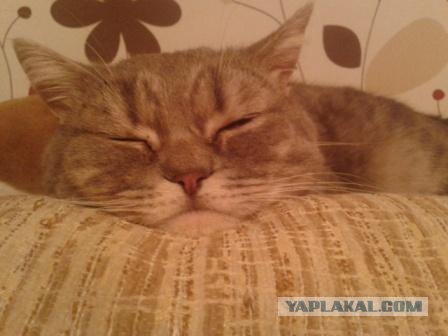 Котовторник 17.04.2012