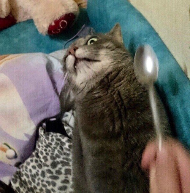 Прикольных котов пост