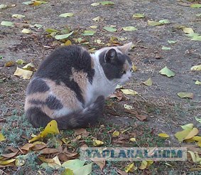 О котах и людях