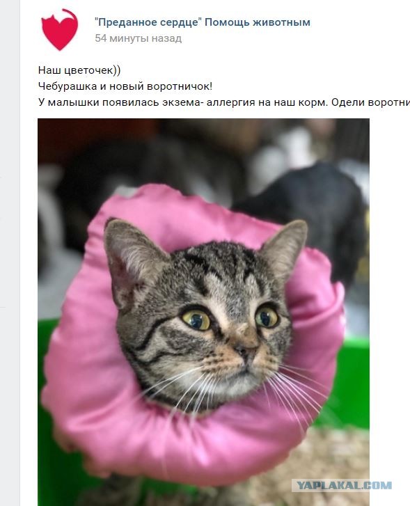 Помогите вернуть кота! Приют "Преданное сердце" украл кота и не отдает!-2