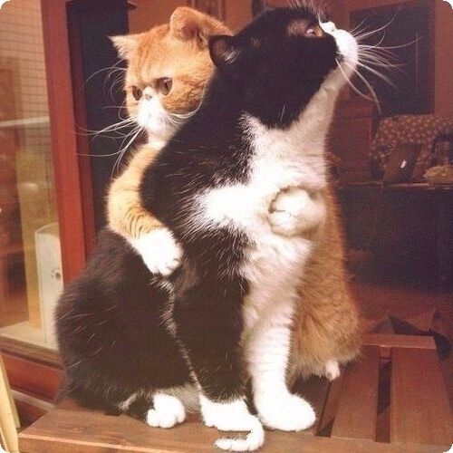 Забавные картинки с котами из сети