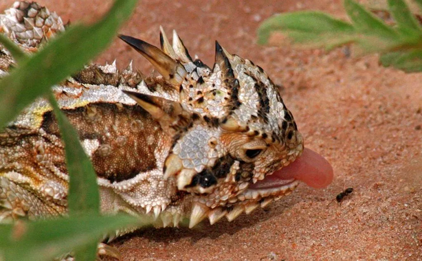 Молох: Ящерица, сотканная из бритвенно острых лезвий