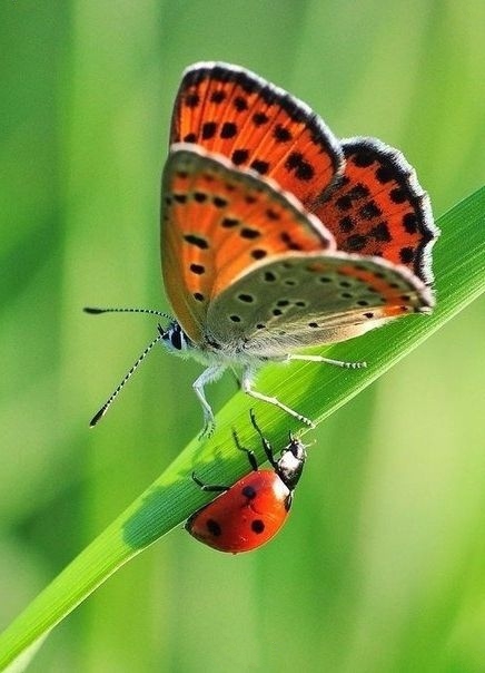 Забавные животные