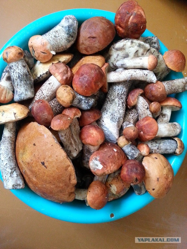 Тихая охота