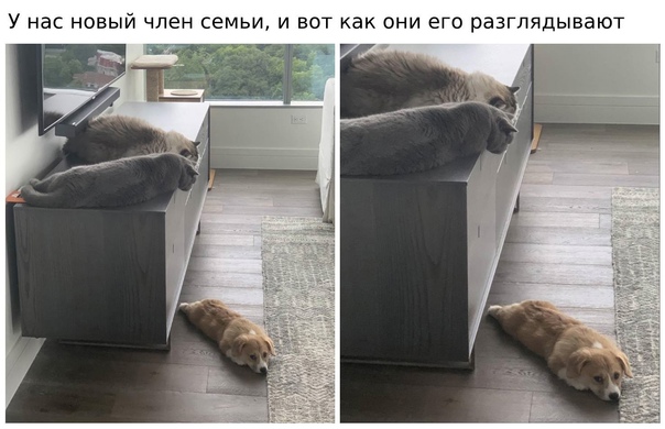 Картинки и мемы для настроения 17.06.2021