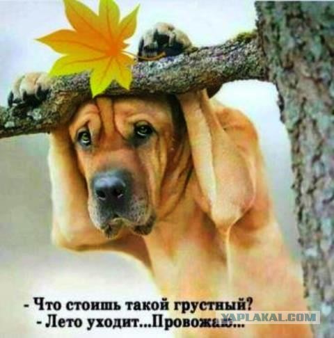Собакен дня