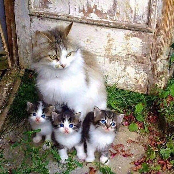 Коты деревенской породы