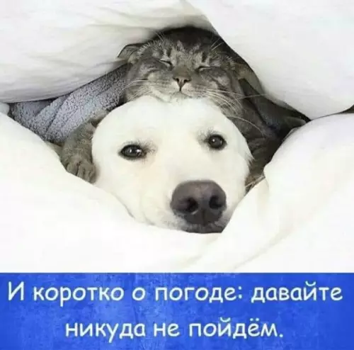 Картинки для деградации 133 (разной степени свежести)