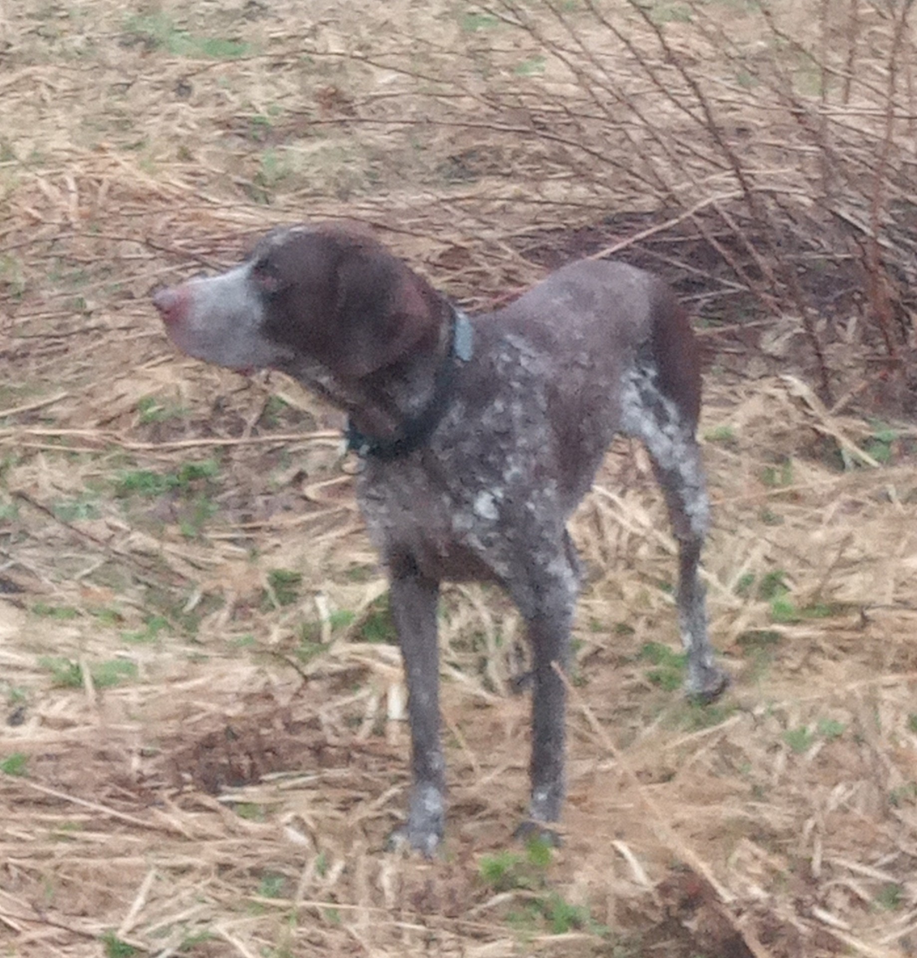 К собакочетвергу