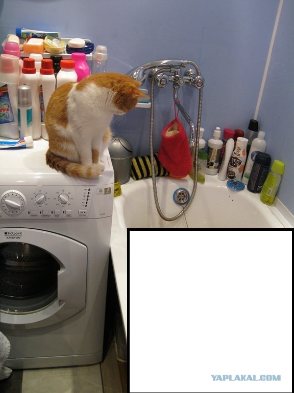 Котовторник 17.09.2013