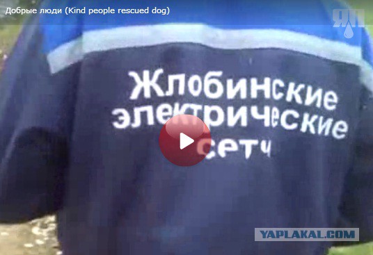 Добрые люди спасли собаку
