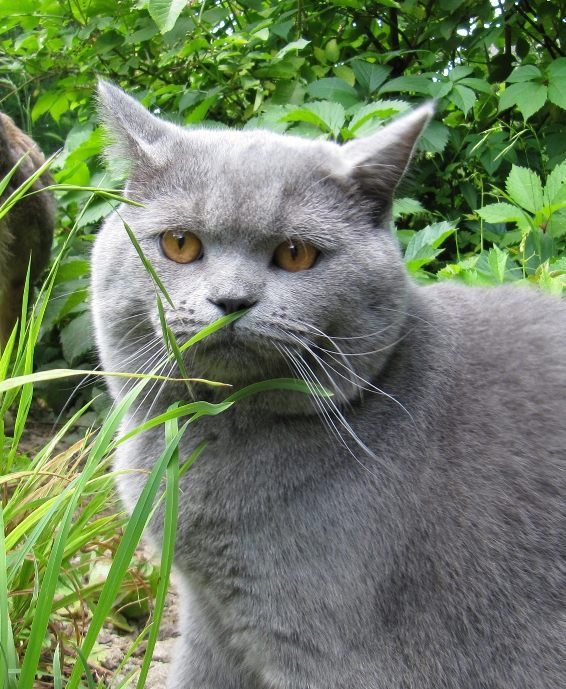 Котовторник 24.06.2014