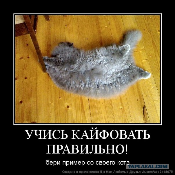 Спииишь,сссобака?