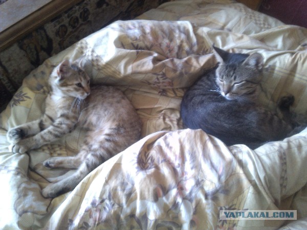 Котовторник 09.09.2014