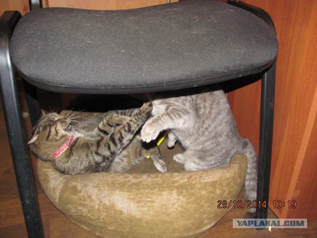 Котовторник 28.10.2014