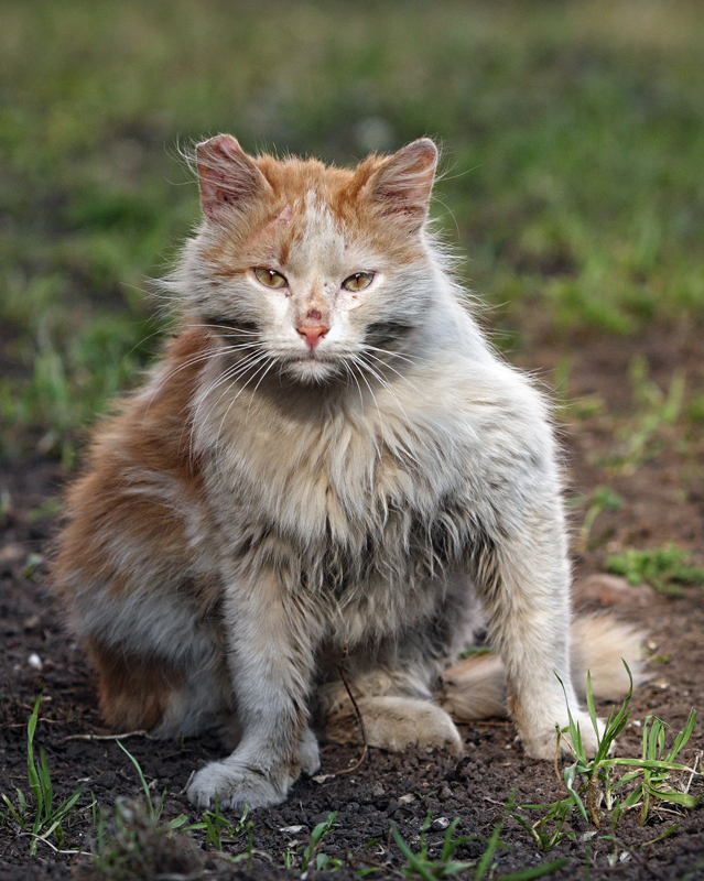 Уличные московские коты в фотографиях