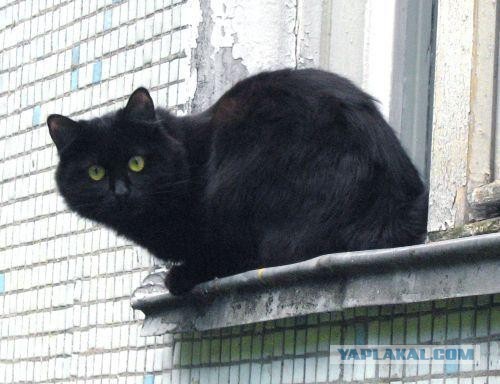 Котовторник 17.11.2015