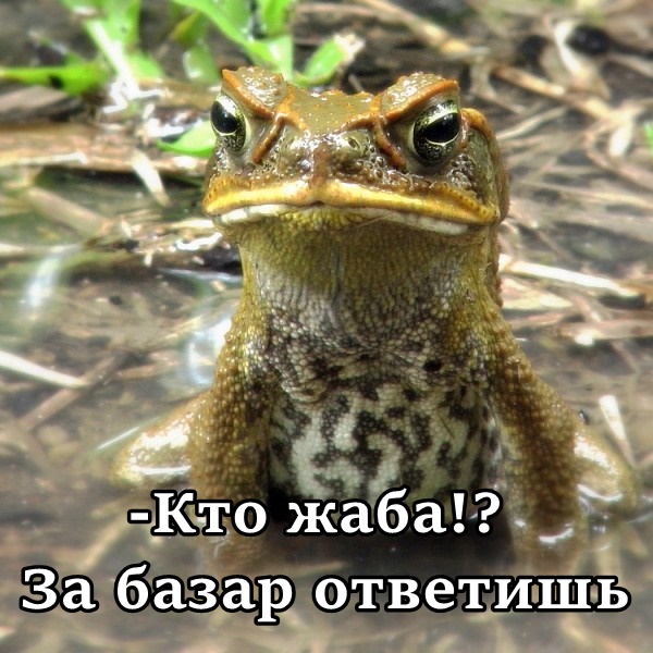 Перепись фотожаберов