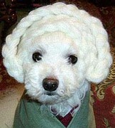 СОБАКИ и ЩЕНКИ. Все про собак!