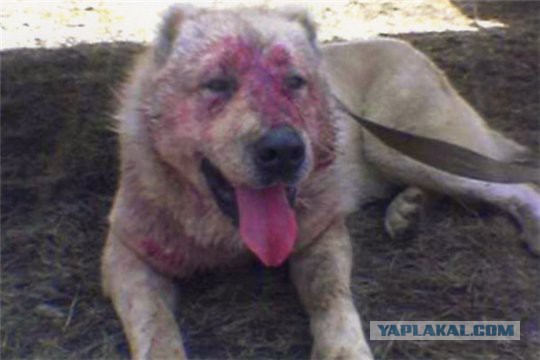 Как воруют собак на улицах Пном Пеня