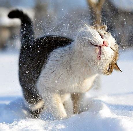 Котовторник