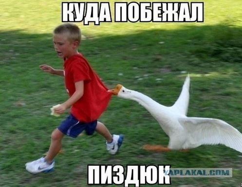 Удар в спину: с какими милыми животными нужно быть поосторожнее