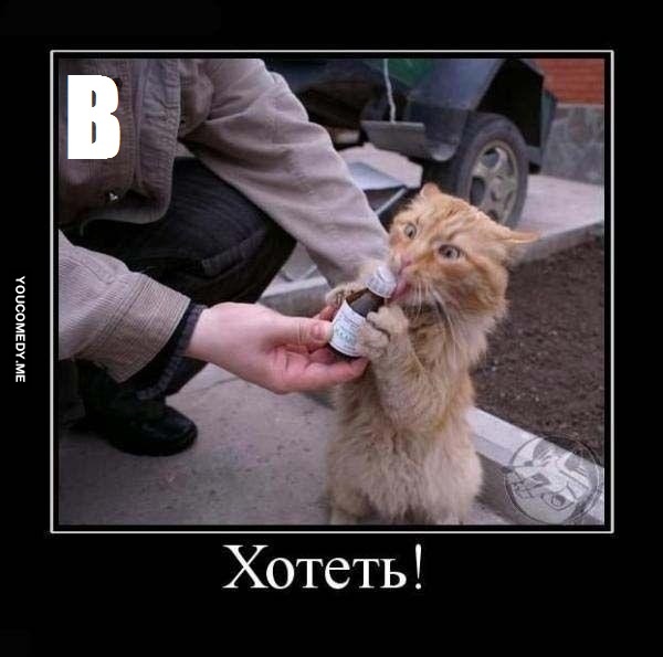 Так выглядит кот-валерьянщик с похмелья