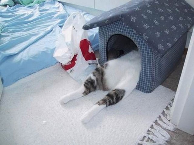 Дюжина кошаков