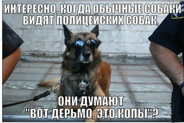 Мохнатые беспредельщики