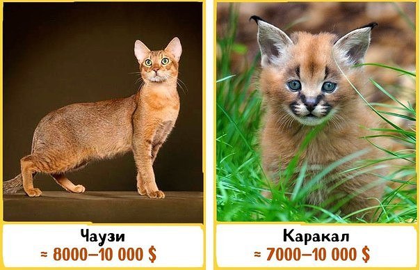 Картинки всякие