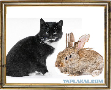 Грузинский ребус