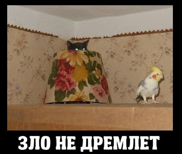Испытание для самых внимательных: разглядите кота на фотках