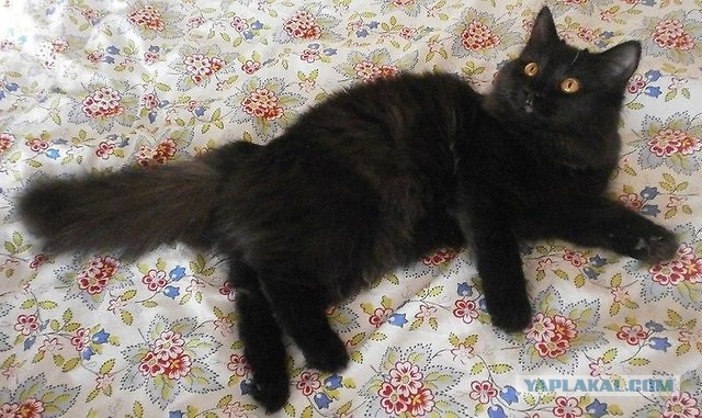 19 шикарных кошек, которые стоят целое состояние