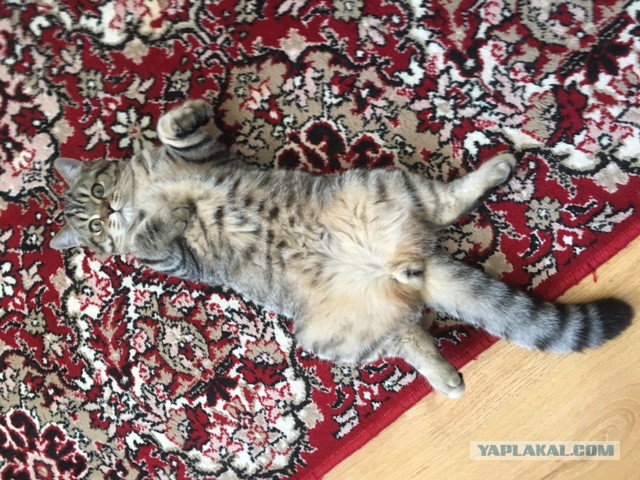 Котовторник 14.03.2017