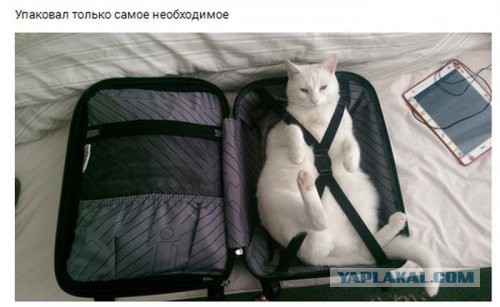 Подборка интересных и веселых картинок