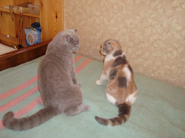 It's Catursday Fever! (Котовторник)