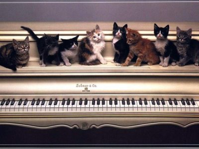 Котовторник уже сегодня!