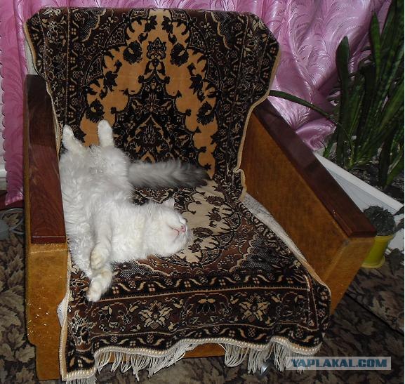 Котовторник (10.01.2012)