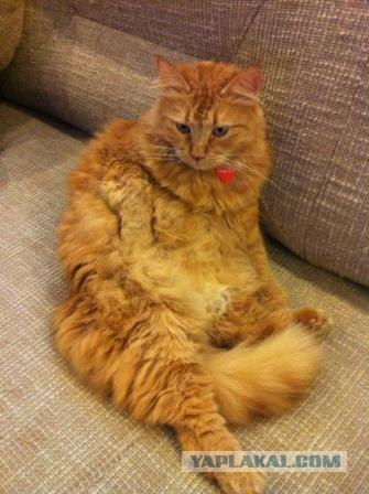 Котовторник 8 мая 2012