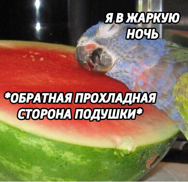 13286661.jpg