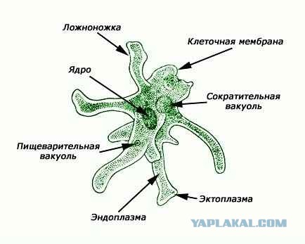 Надо быть проще