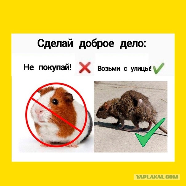 Веселая ферма: Марго. Крыса натуральная