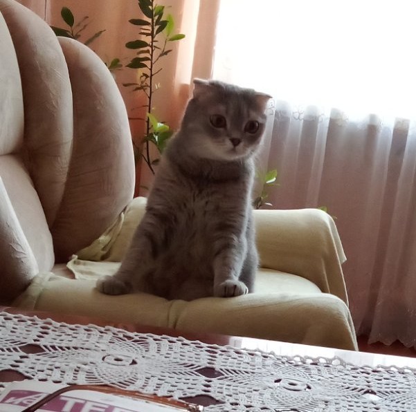 Есений (котовторник)
