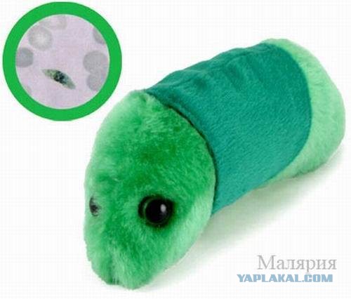 Органическая жизнь в кеге со свежим пивом.