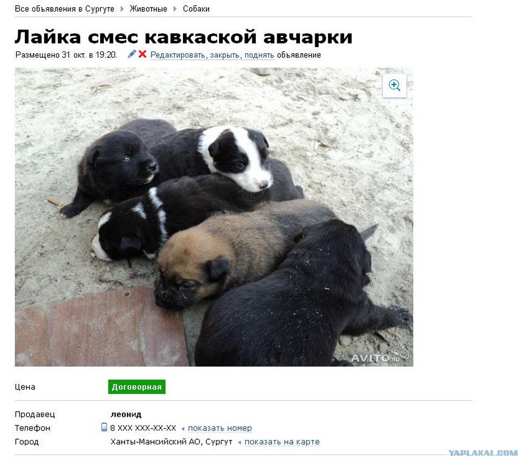 авито сургут животные